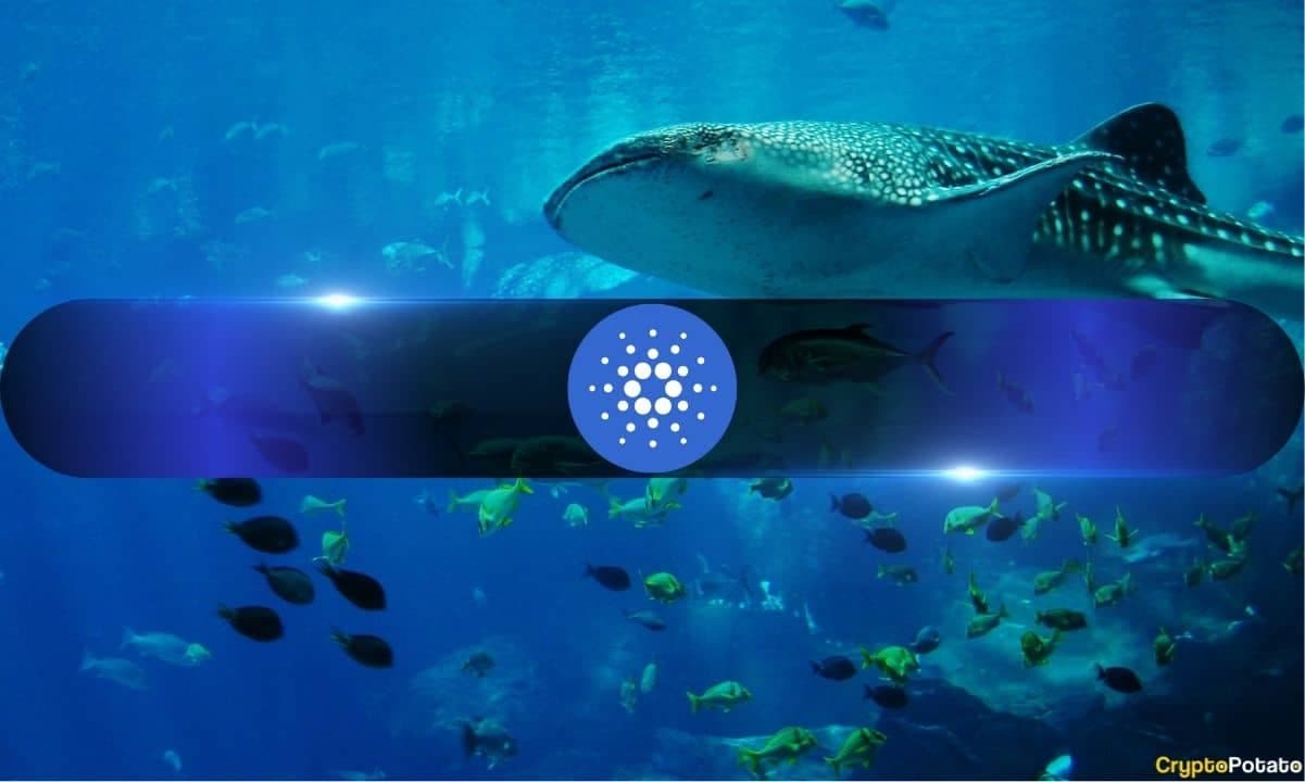 Cardano Whales Keep Buying as ADA Crashes 71% in 9 Months